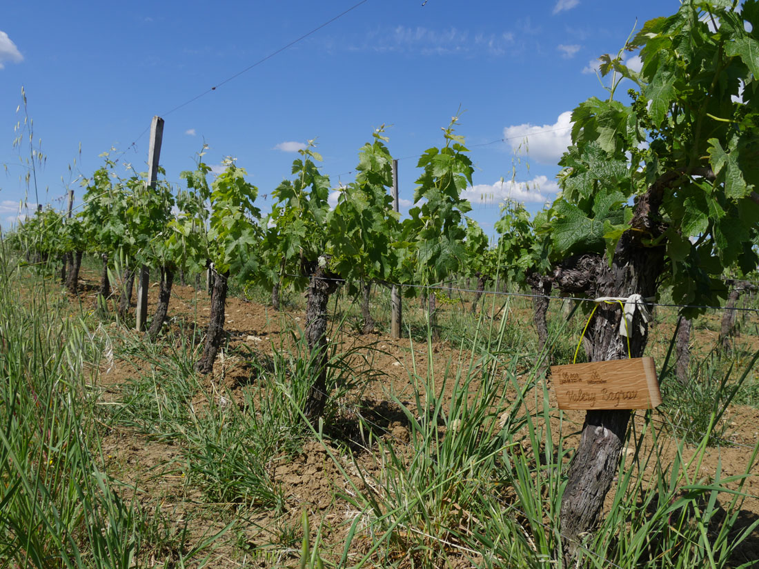 Виноградник на урожай